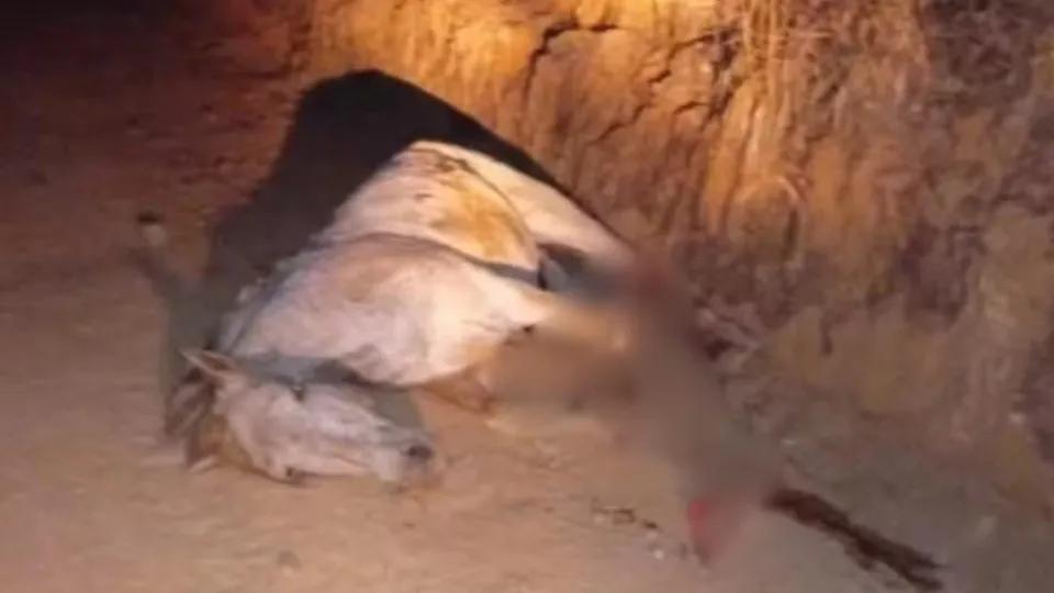 Polícia investiga jovem que mutilou cavalo durante cavalgada em Bananal