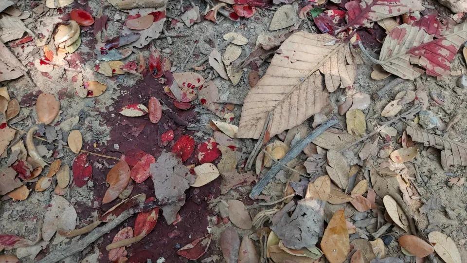 Menino de 5 anos sobrevive por dias ao lado dos pais mortos em acidente