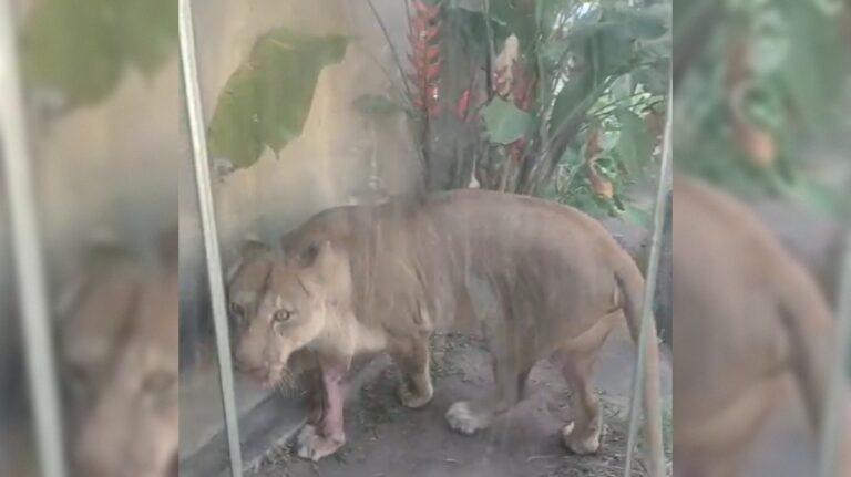 Leoa Leona é monitorada após morte de homem na Bica, em JP