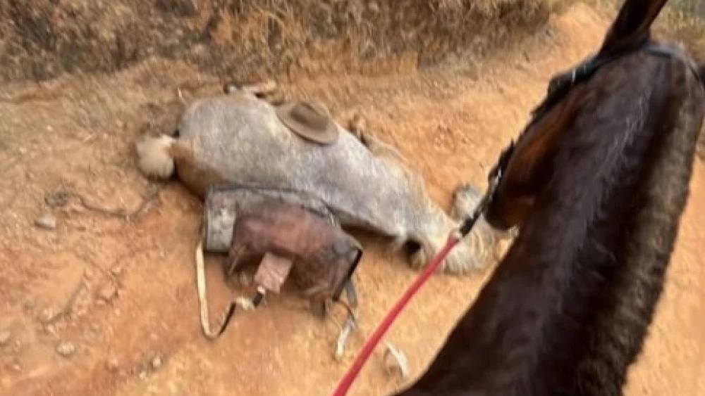 Cavalo mutilado em Bananal: Ana Castela, Luísa Mell e Paolla Oliveira pedem justiça