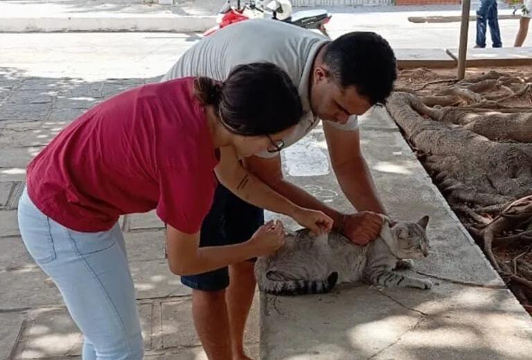 Vacinação Antirrábica 2025 em Teixeira começa em 22 de setembro