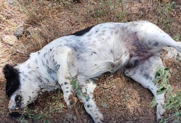 Moradores denunciam envenenamento de cães em Monteiro