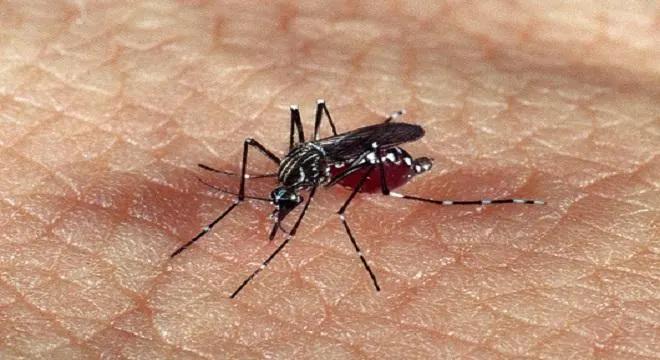 Paraíba registra duas novas mortes por dengue em outubro, aponta SES