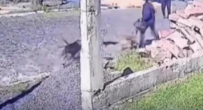Idosa é atacada por três pitbulls em Sapiranga, RS