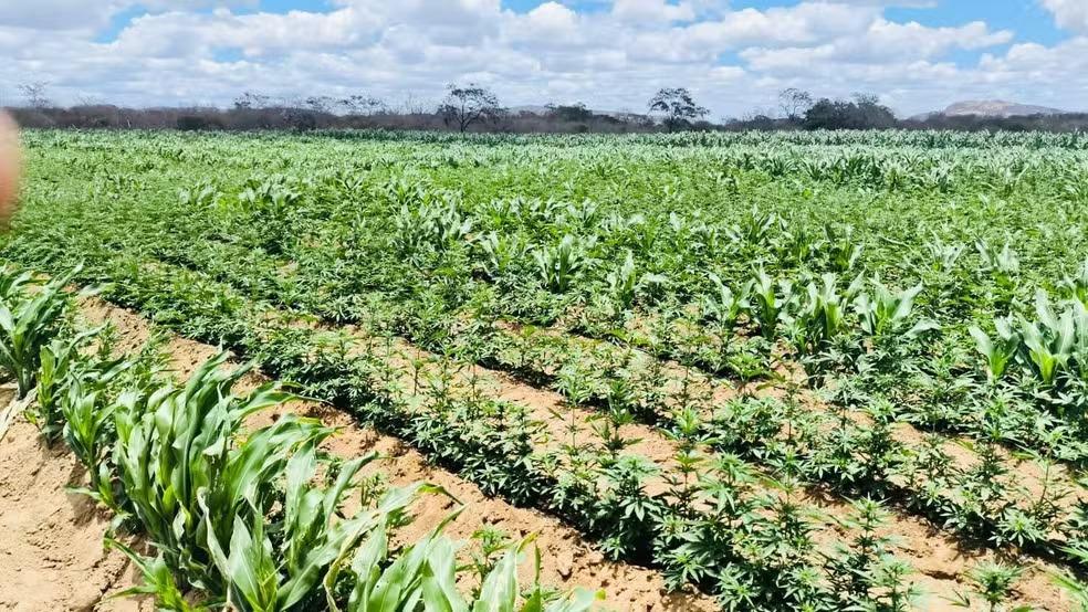 Mais de 100 mil pés de maconha são encontrados em Camalaú, PB
