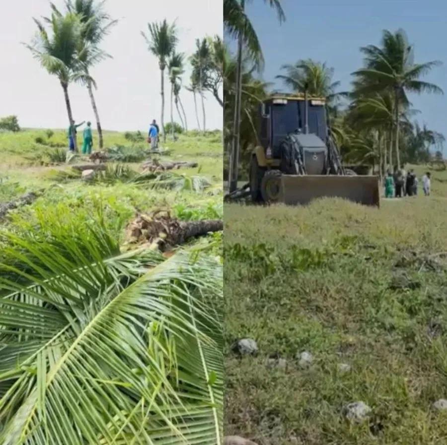 Justiça Federal suspende obras que derrubaram coqueiros na Praia de Camboinha
