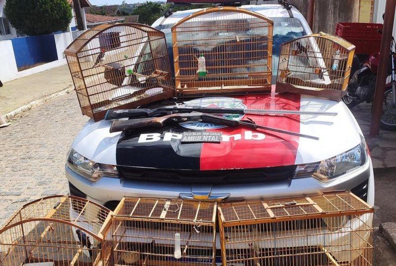Polícia resgata nove aves silvestres em cativeiro em Bananeiras
