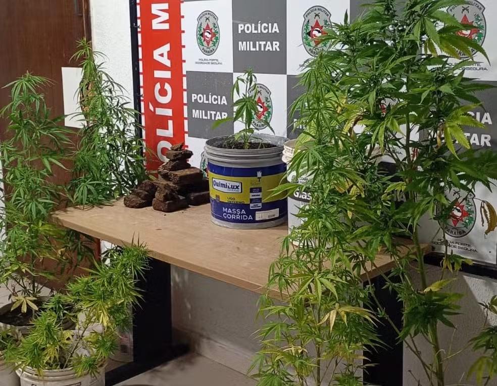 Plantação de pés de maconha é apreendida pela Polícia Militar em João Pessoa