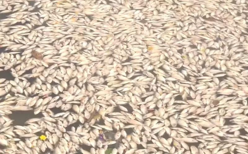 Prefeitura de Campina Grande avalia como oxigenar água do Açude Velho após morte de peixes